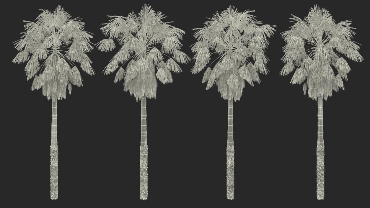 3D model Mexican Washingtonia Palm Tree