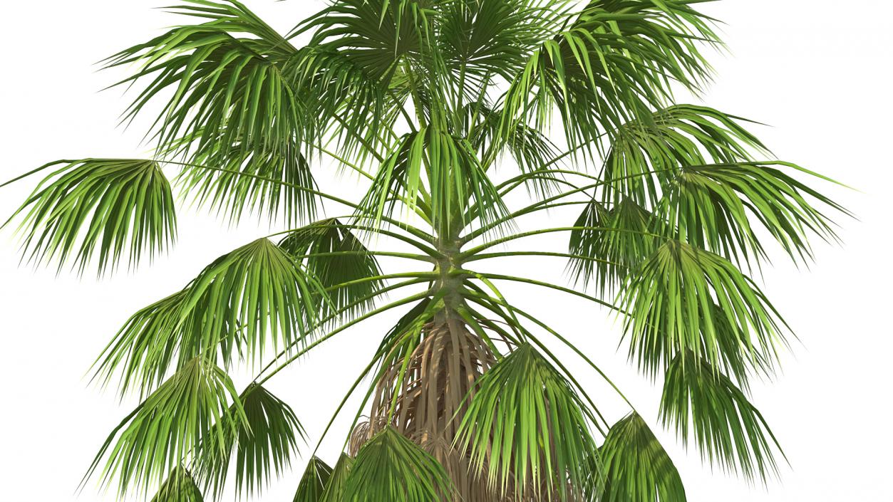 3D model Mexican Washingtonia Palm Tree