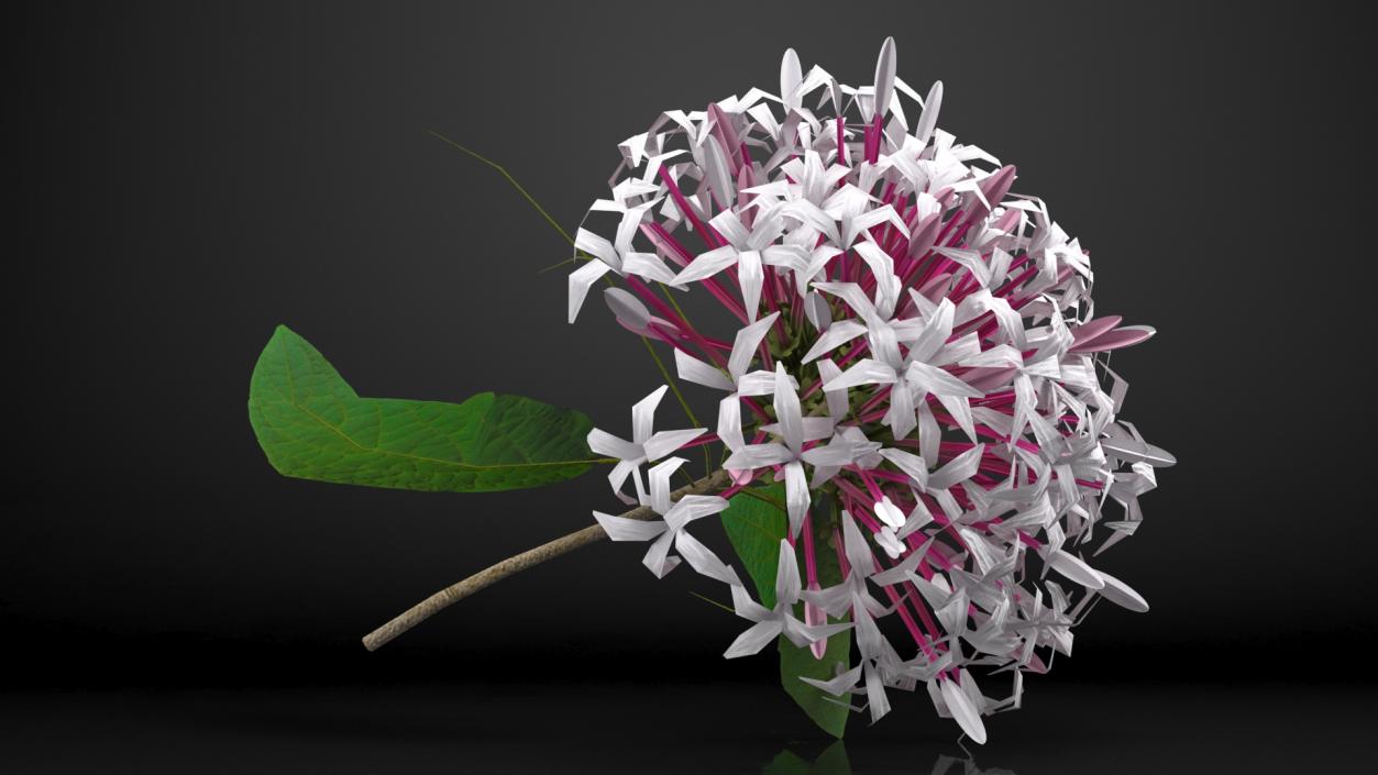 Clerodendrum Quadriloculare Flower 3D model