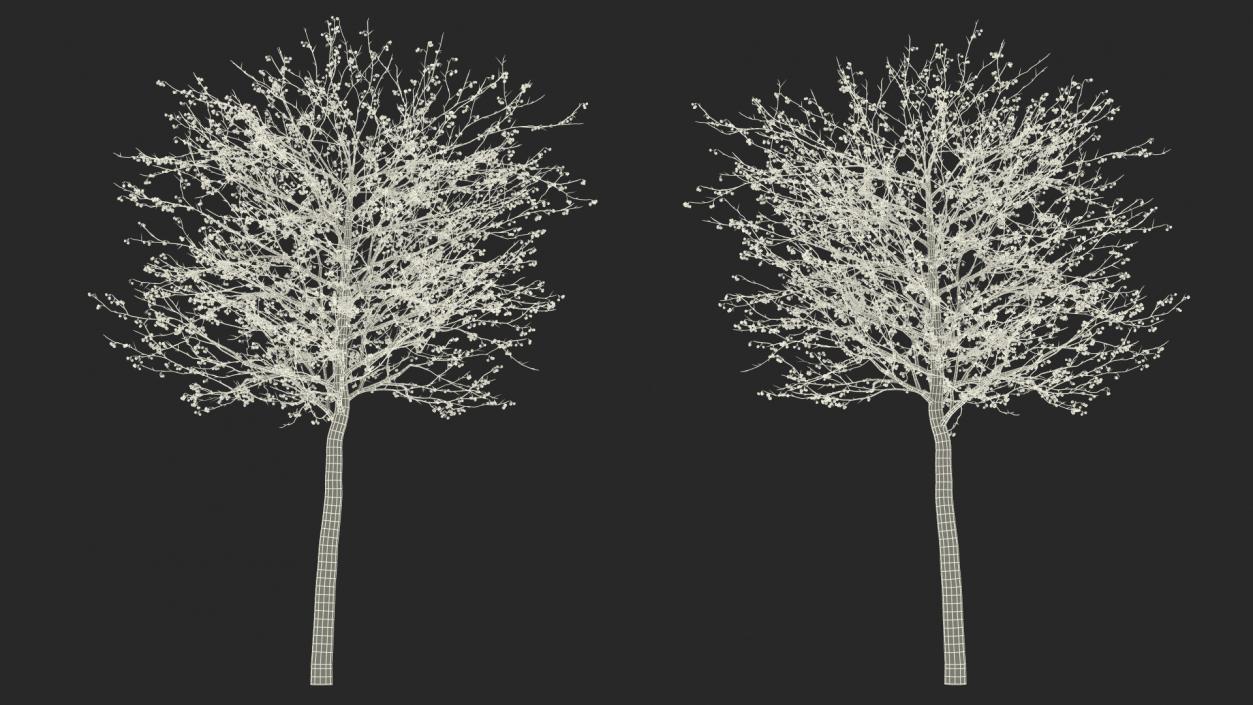 Cockspur Hawthorn Trees Collection 3D model