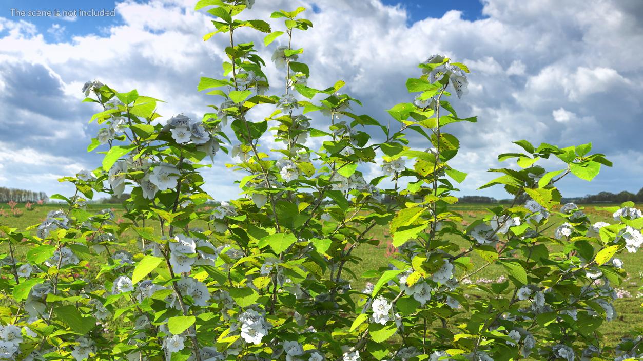 Cockspur Hawthorn Trees Collection 3D model