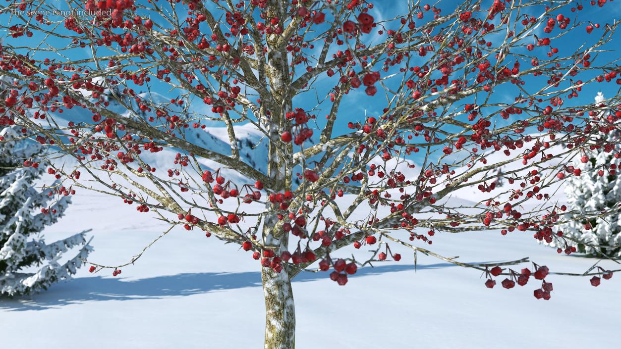 Cockspur Hawthorn Trees Collection 3D model