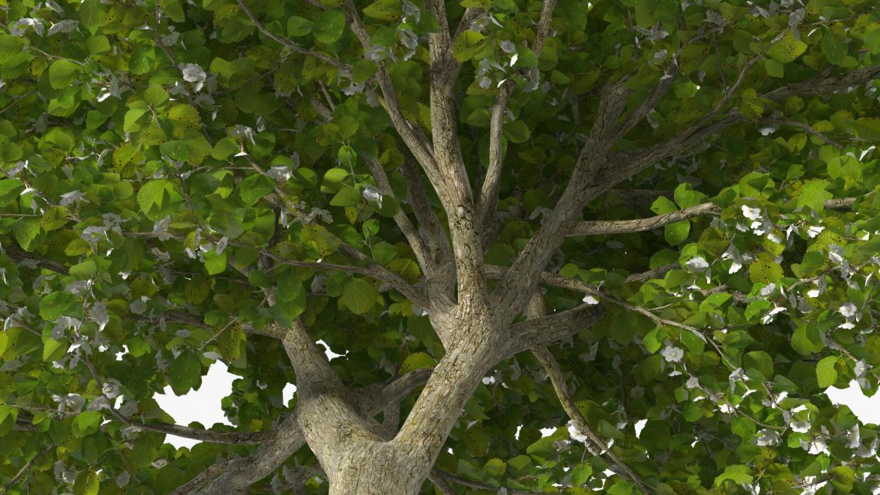 Cockspur Hawthorn Trees Collection 3D model