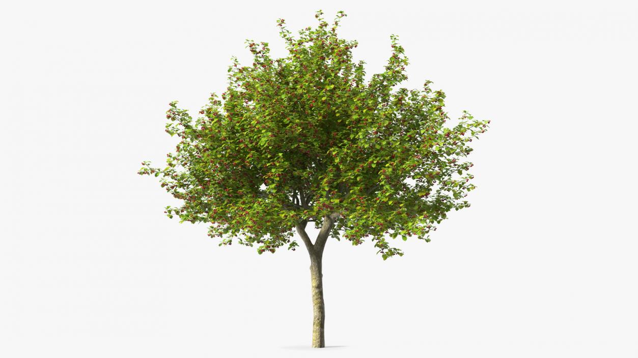 Cockspur Hawthorn Trees Collection 3D model