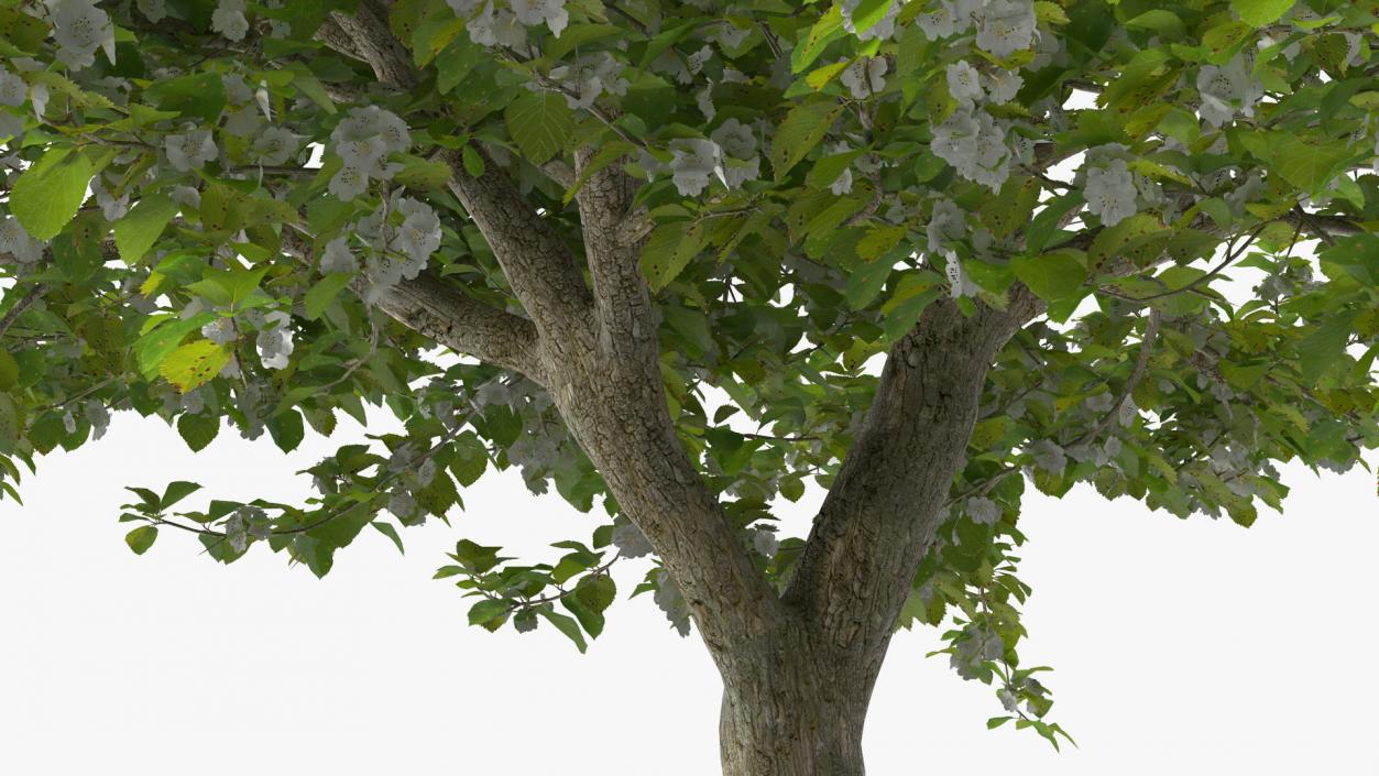 Cockspur Hawthorn Trees Collection 3D model