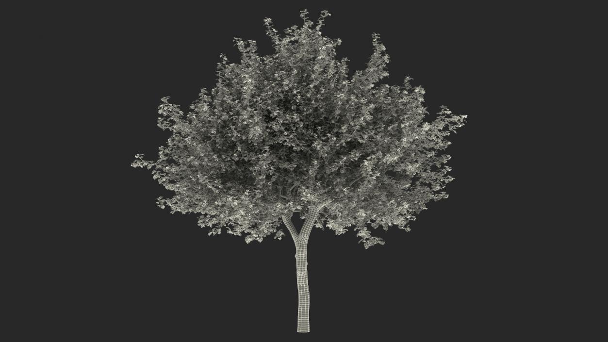 Cockspur Hawthorn Trees Collection 3D model