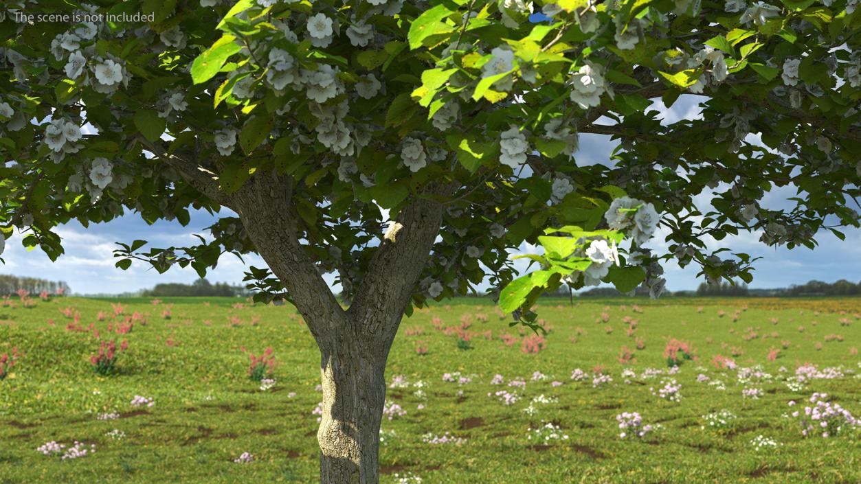 Cockspur Hawthorn Trees Collection 3D model