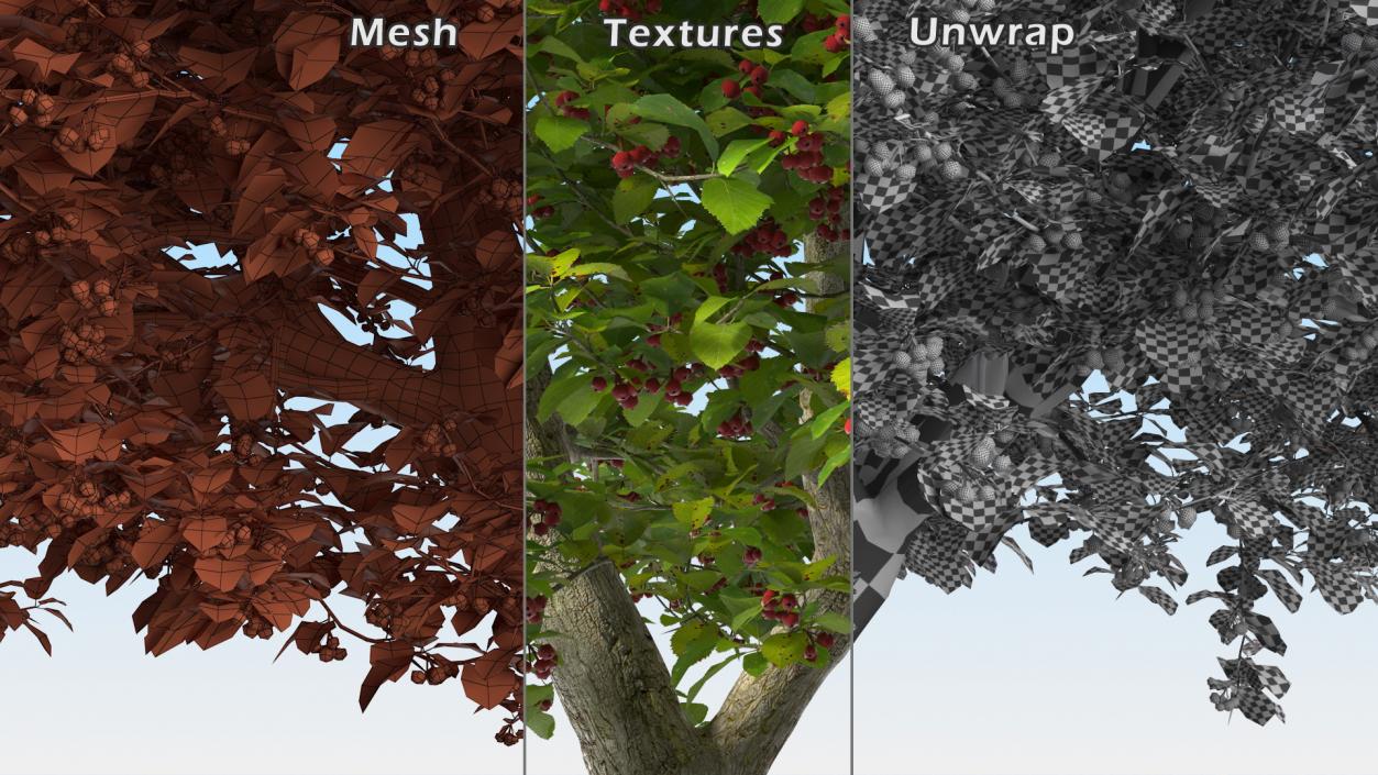 Cockspur Hawthorn Trees Collection 3D model