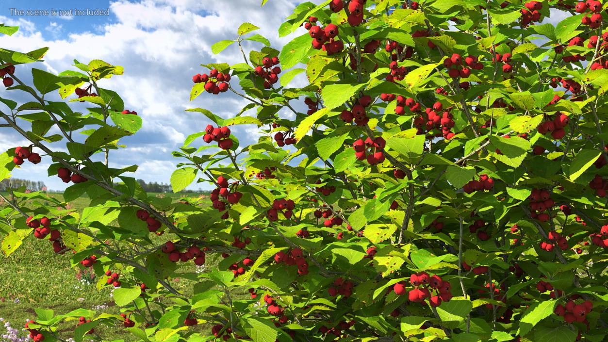 Cockspur Hawthorn Trees Collection 3D model