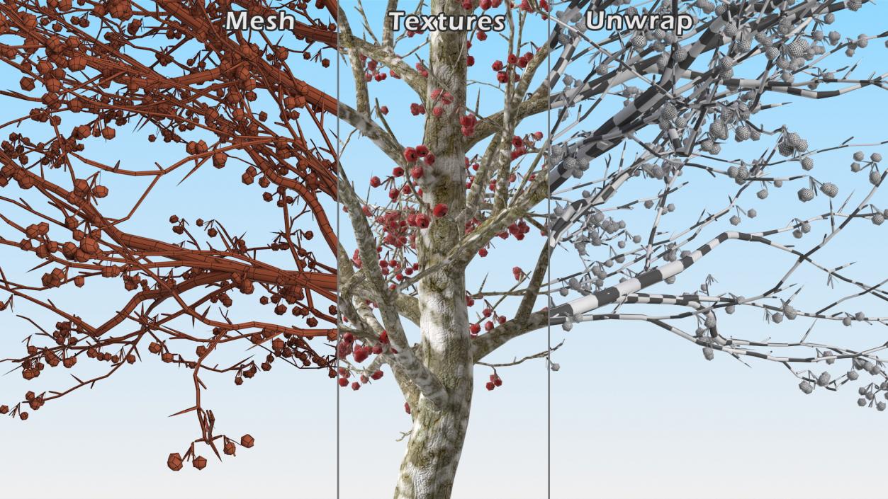 Cockspur Hawthorn Trees Collection 3D model