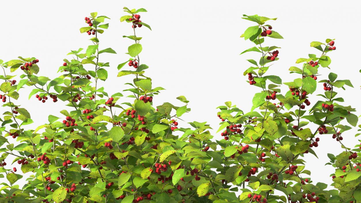 Cockspur Hawthorn Trees Collection 3D model