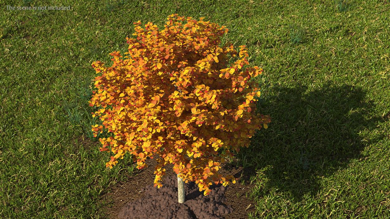 Cockspur Hawthorn Trees Collection 3D model