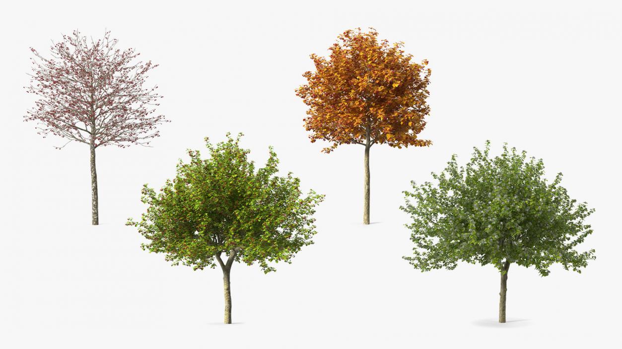 Cockspur Hawthorn Trees Collection 3D model