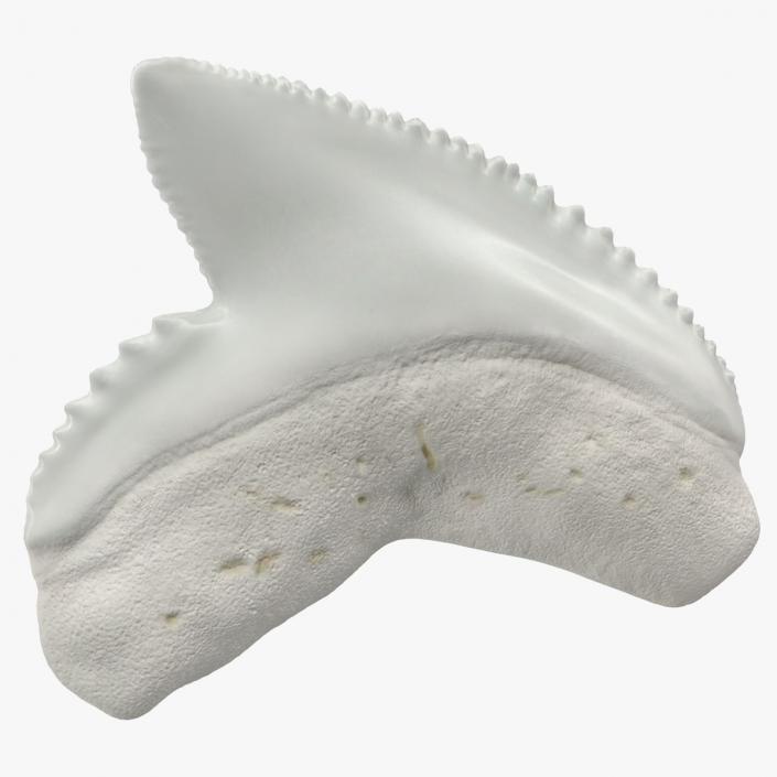 3D model Galeocerdo Aduncus Shark Tooth