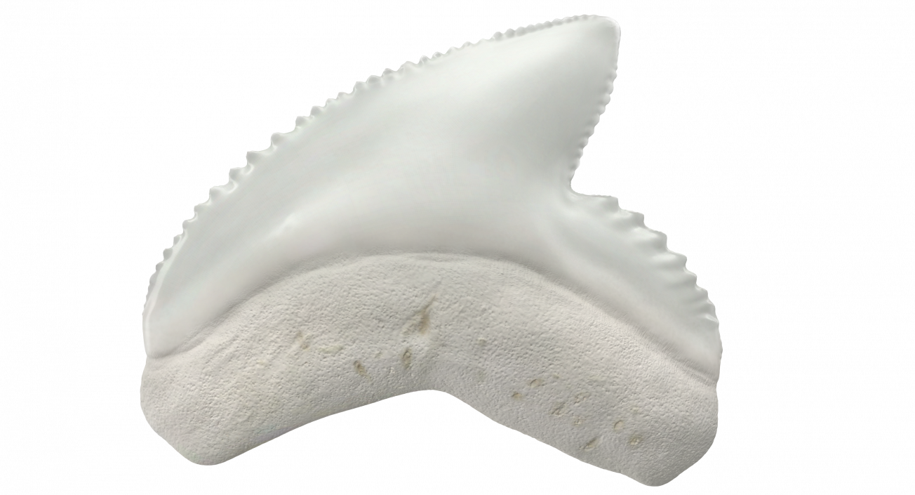 3D model Galeocerdo Aduncus Shark Tooth