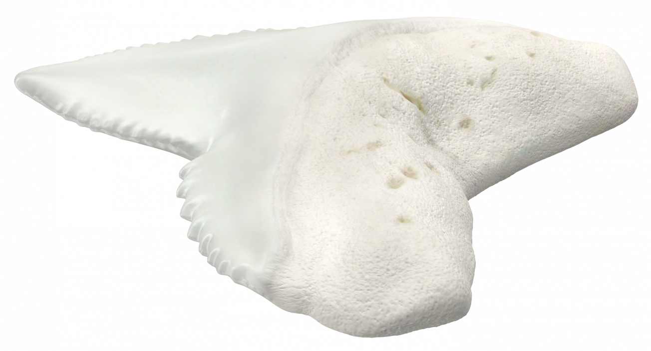 3D model Galeocerdo Aduncus Shark Tooth