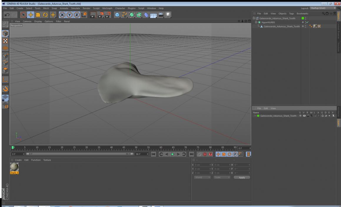 3D model Galeocerdo Aduncus Shark Tooth