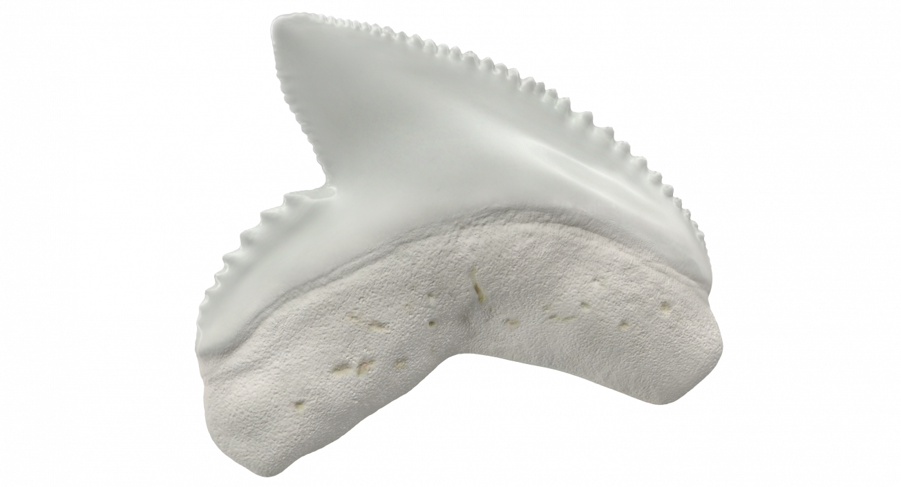 3D model Galeocerdo Aduncus Shark Tooth