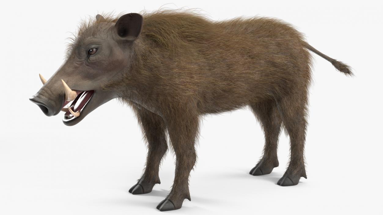 3D model Warthog Fur Rigged 2