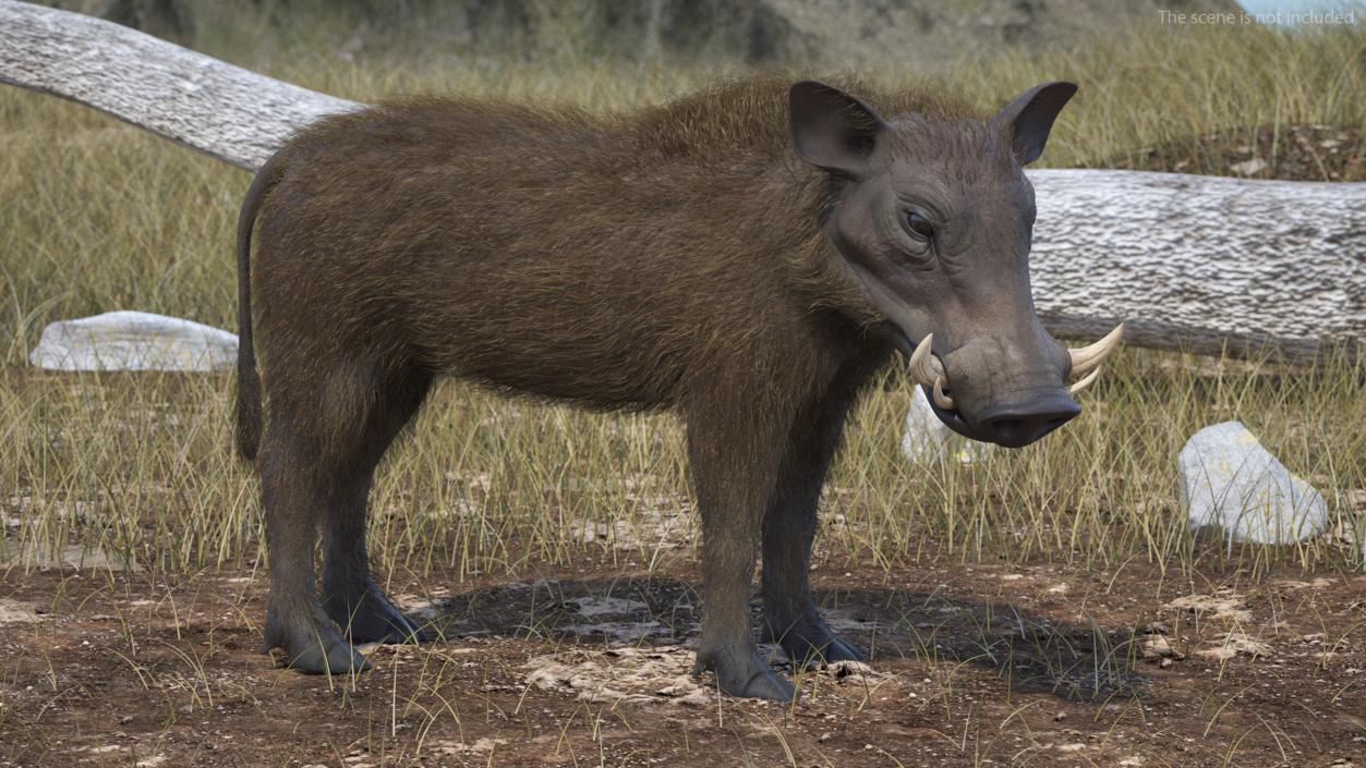 3D model Warthog Fur Rigged 2