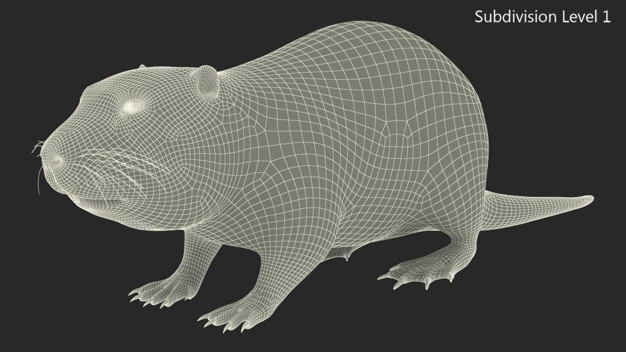 Nutria Fur Rigged 3D