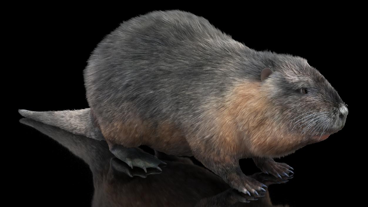 Nutria Fur Rigged 3D