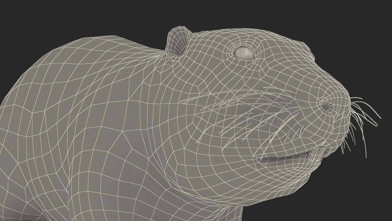 Nutria Fur Rigged 3D