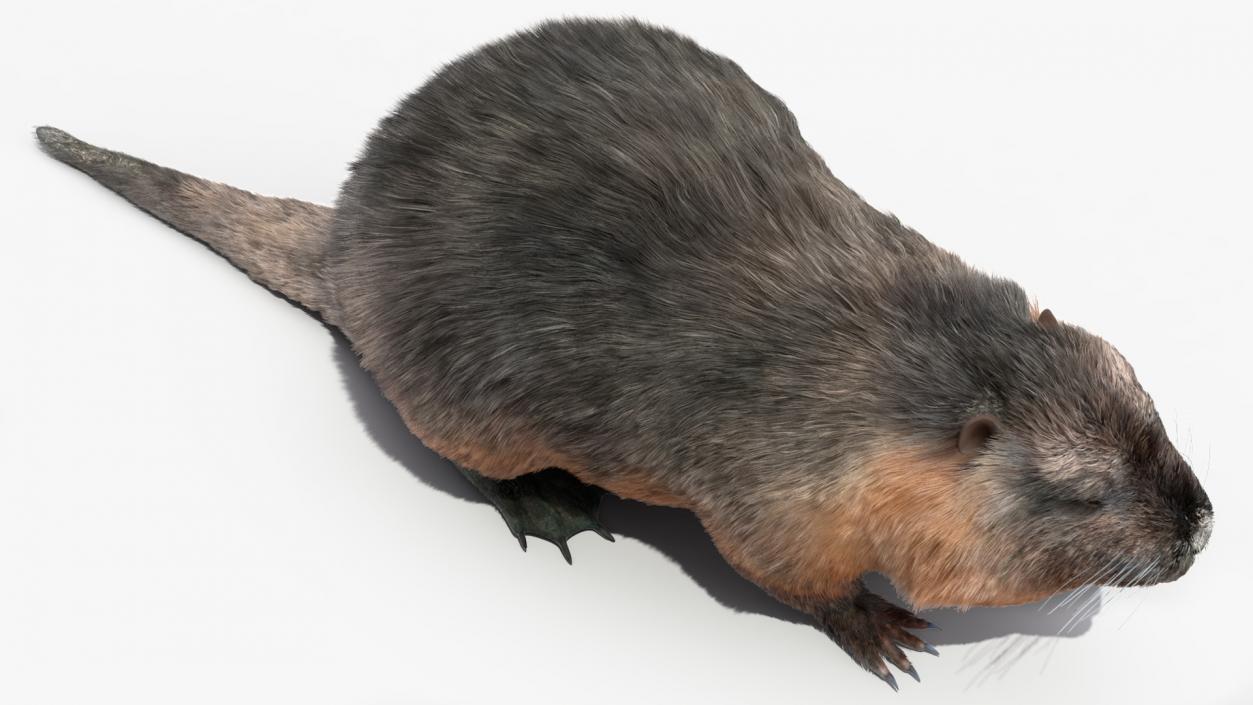 Nutria Fur Rigged 3D