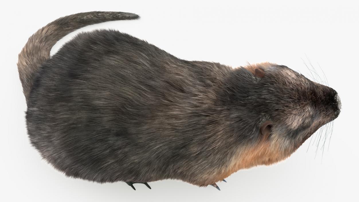 Nutria Fur Rigged 3D