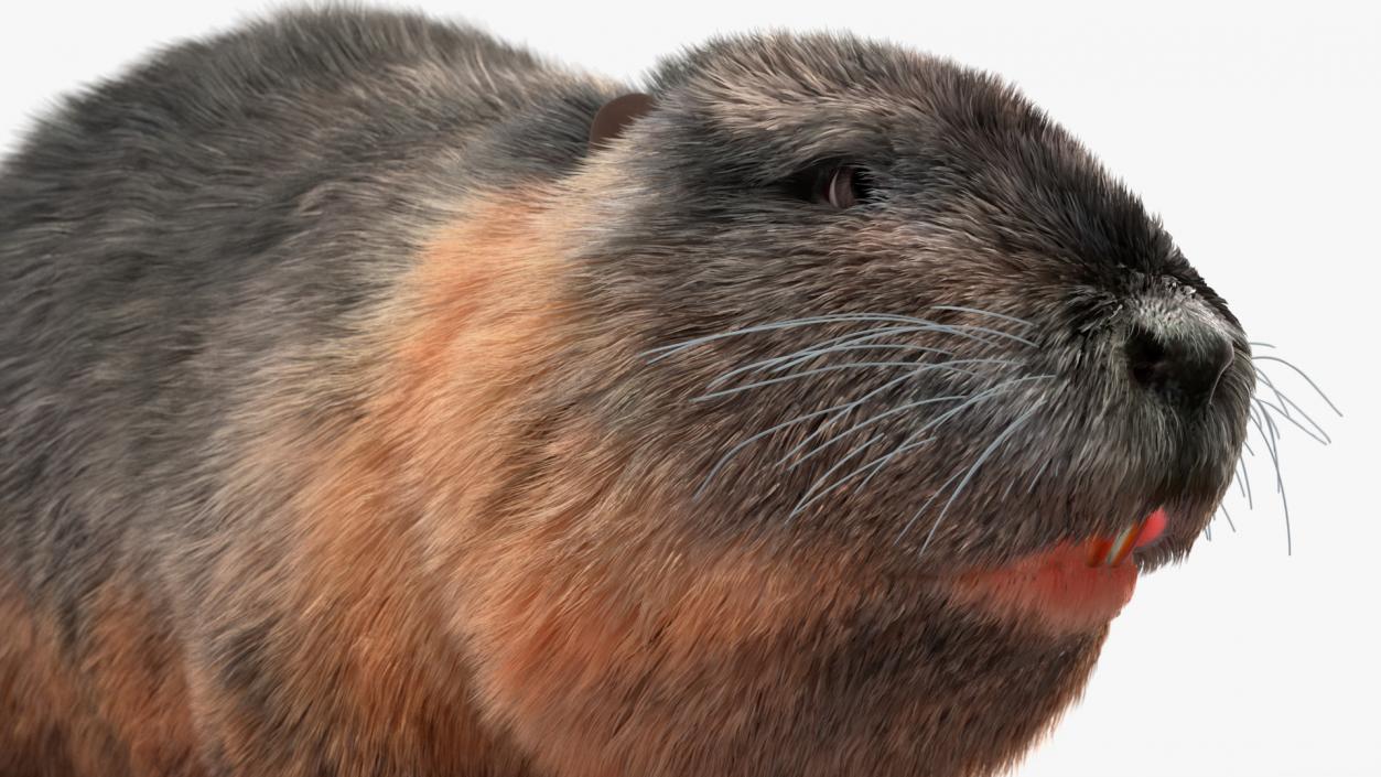 Nutria Fur Rigged 3D