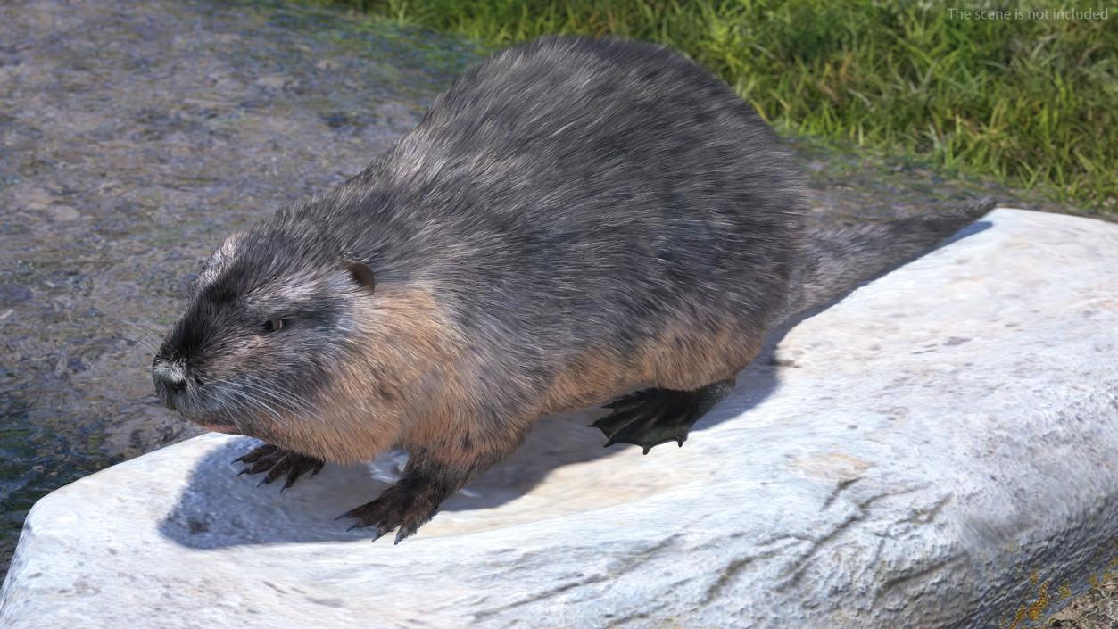 Nutria Fur Rigged 3D