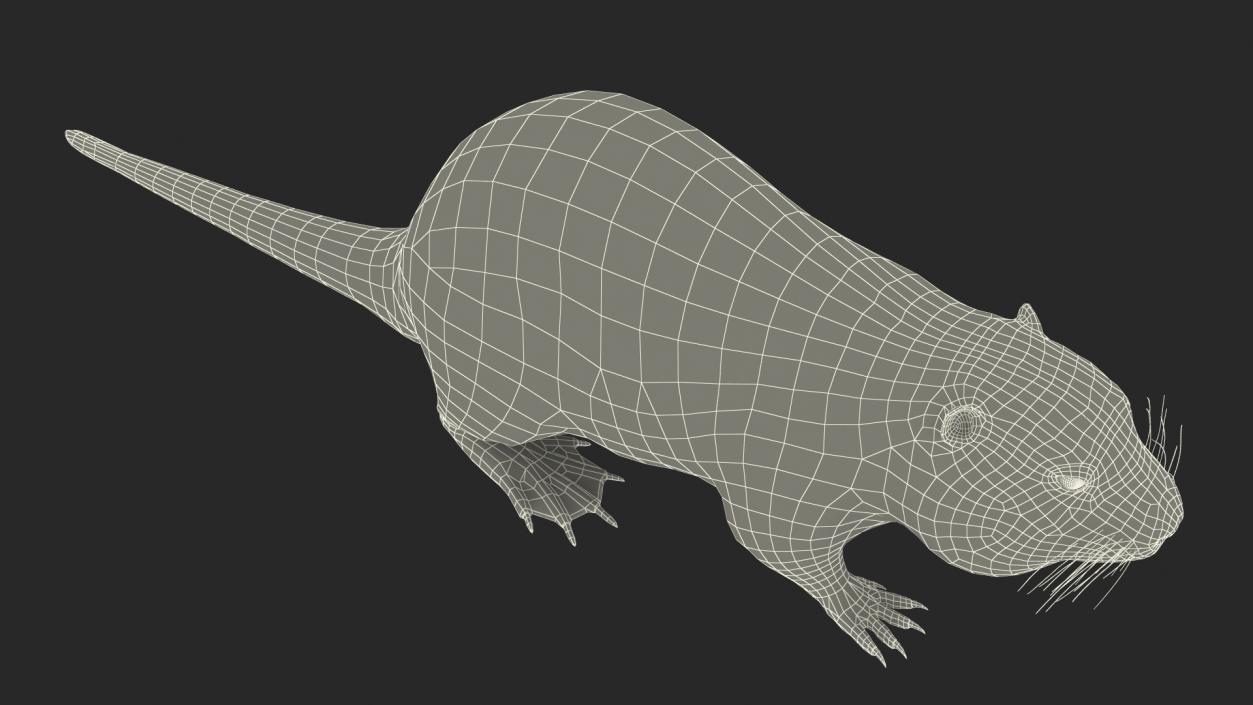 Nutria Fur Rigged 3D