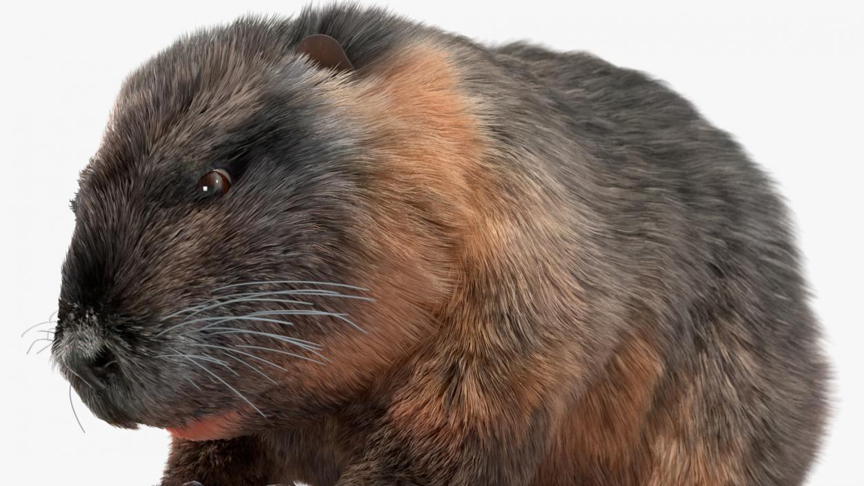 Nutria Fur Rigged 3D