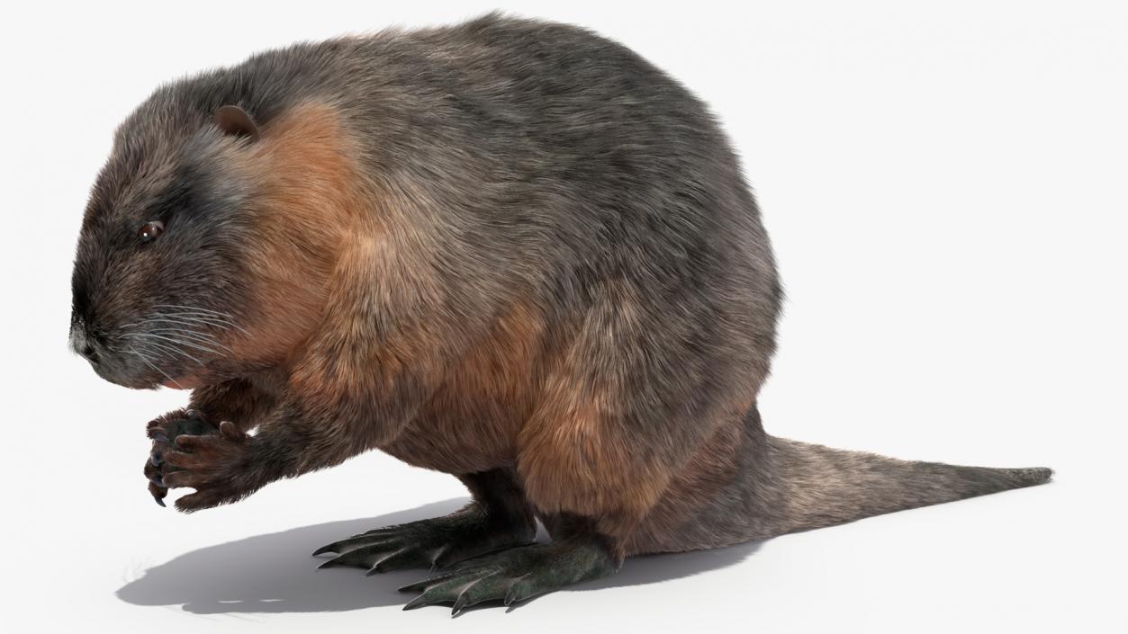 Nutria Fur Rigged 3D