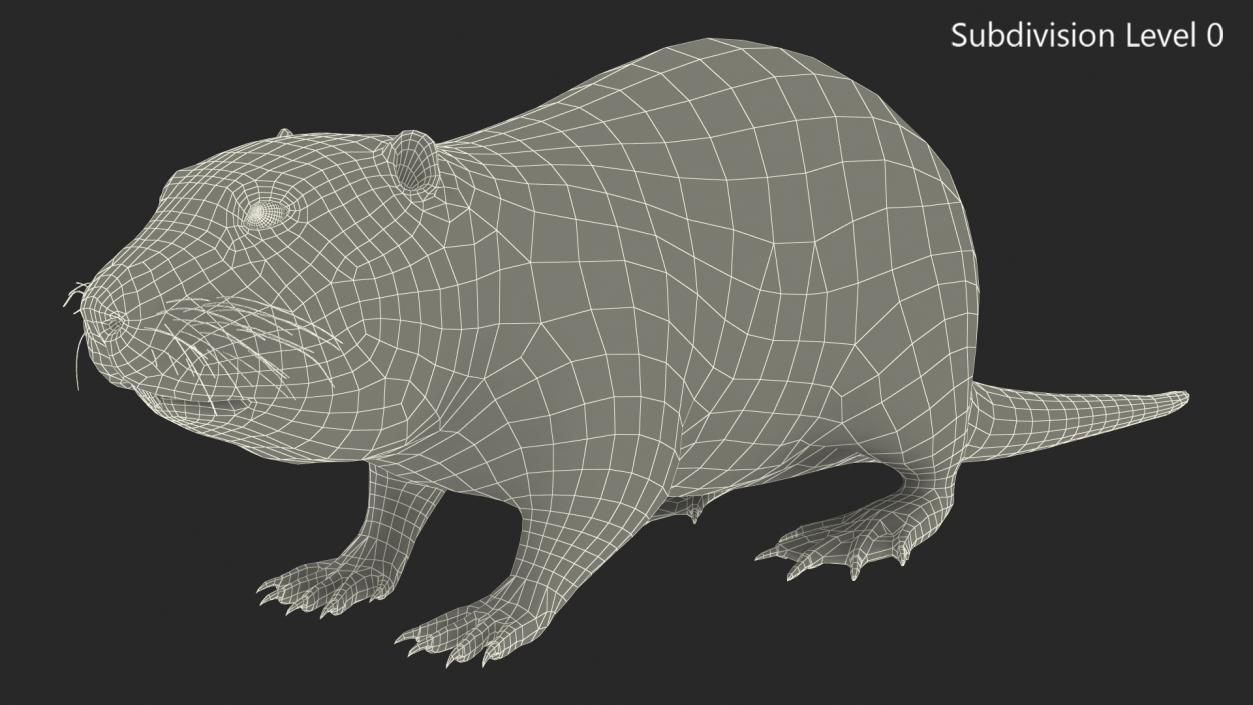 Nutria Fur Rigged 3D