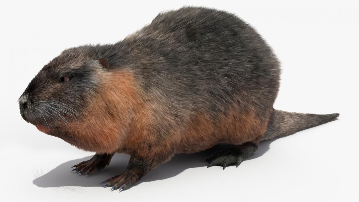 Nutria Fur Rigged 3D