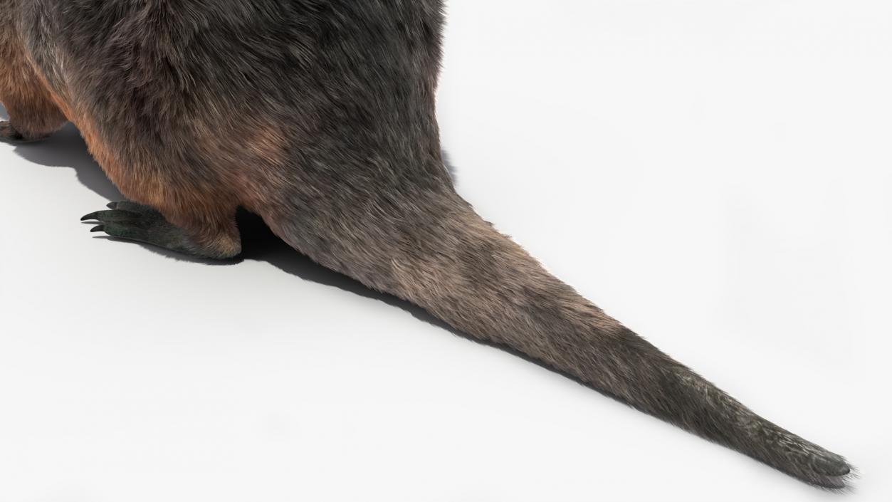 Nutria Fur Rigged 3D