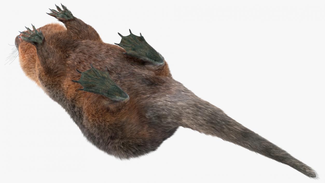 Nutria Fur Rigged 3D