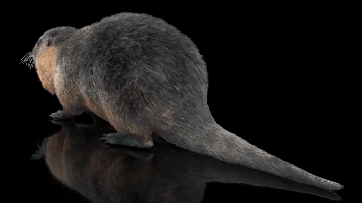 Nutria Fur Rigged 3D