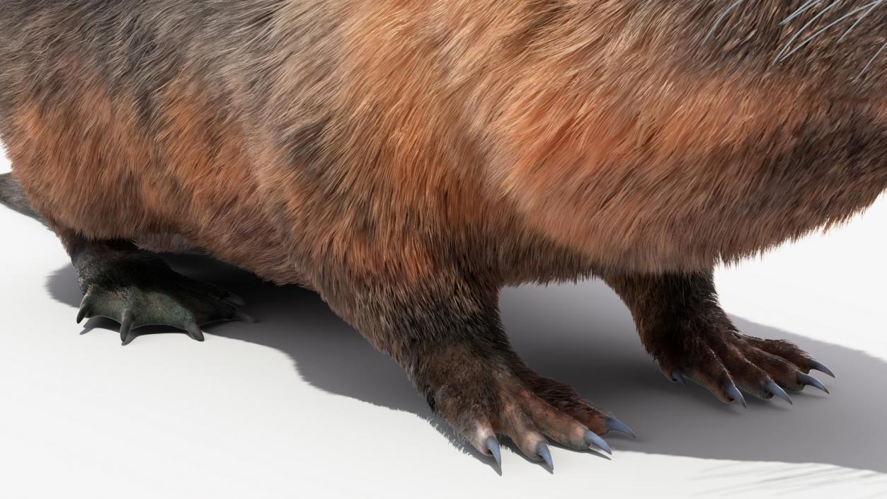 Nutria Fur Rigged 3D