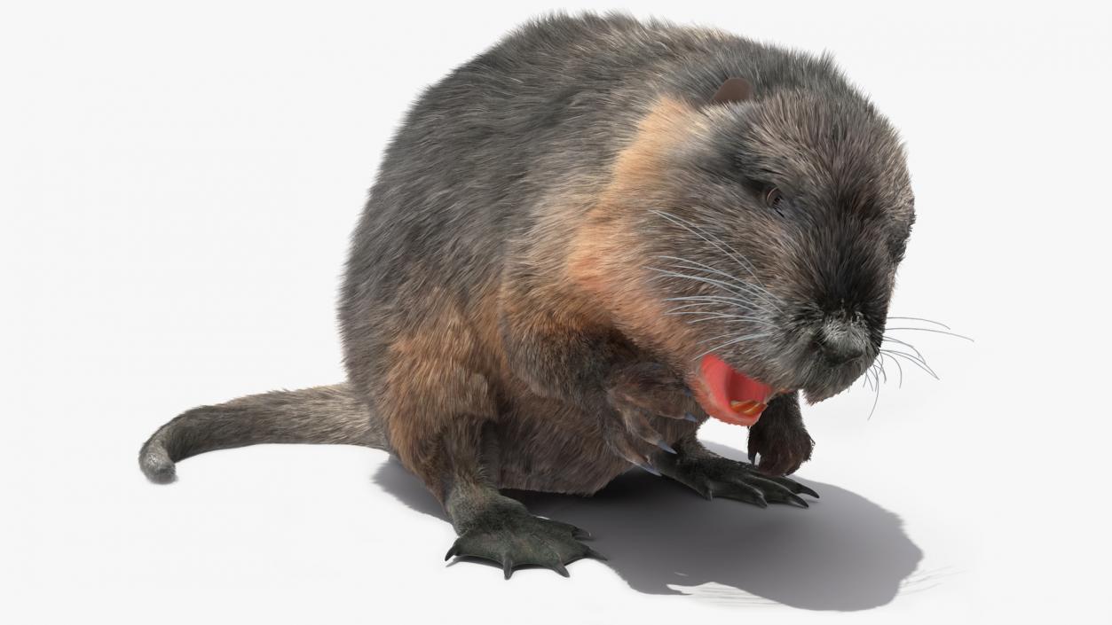 Nutria Fur Rigged 3D