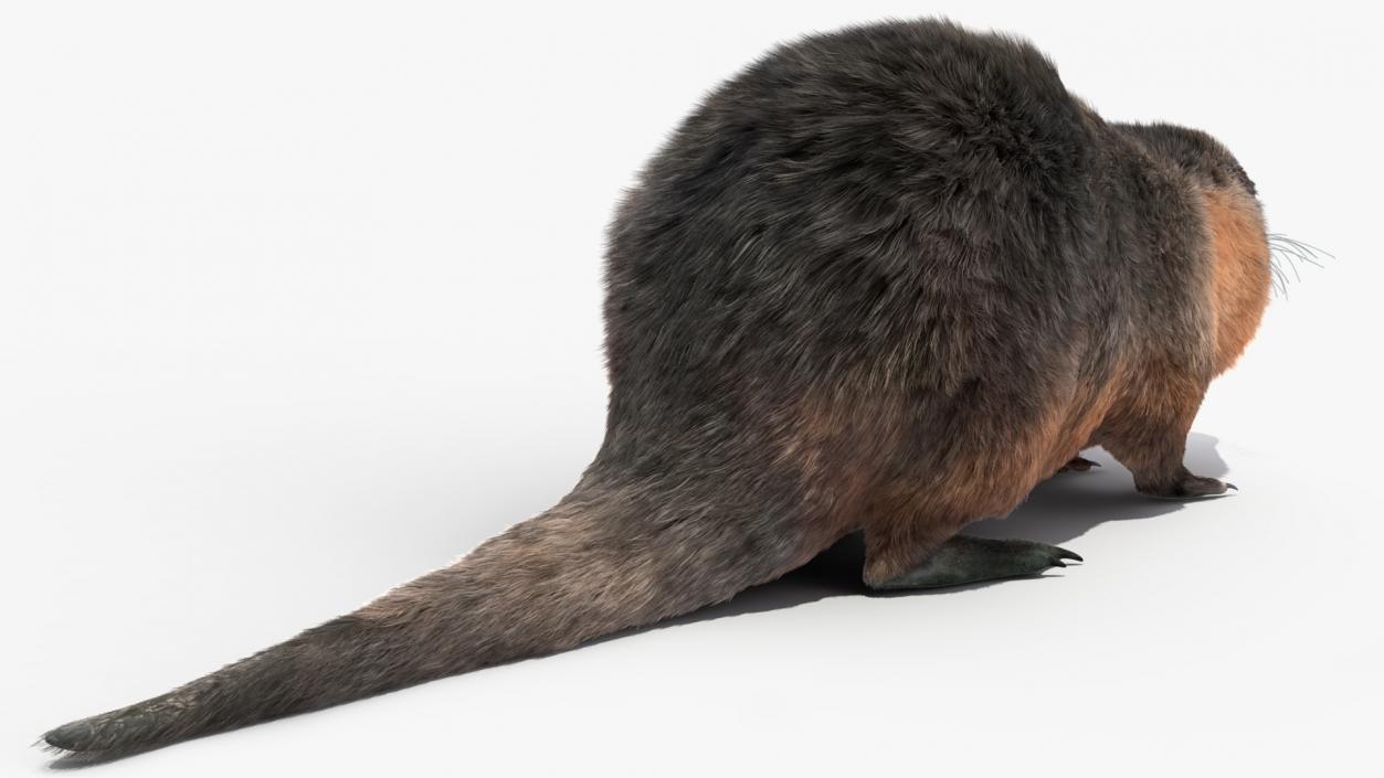 Nutria Fur Rigged 3D