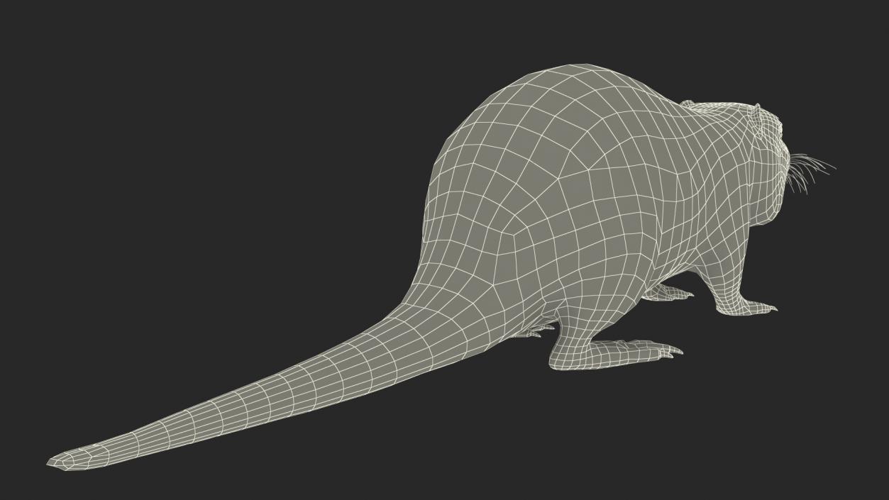 Nutria Fur Rigged 3D