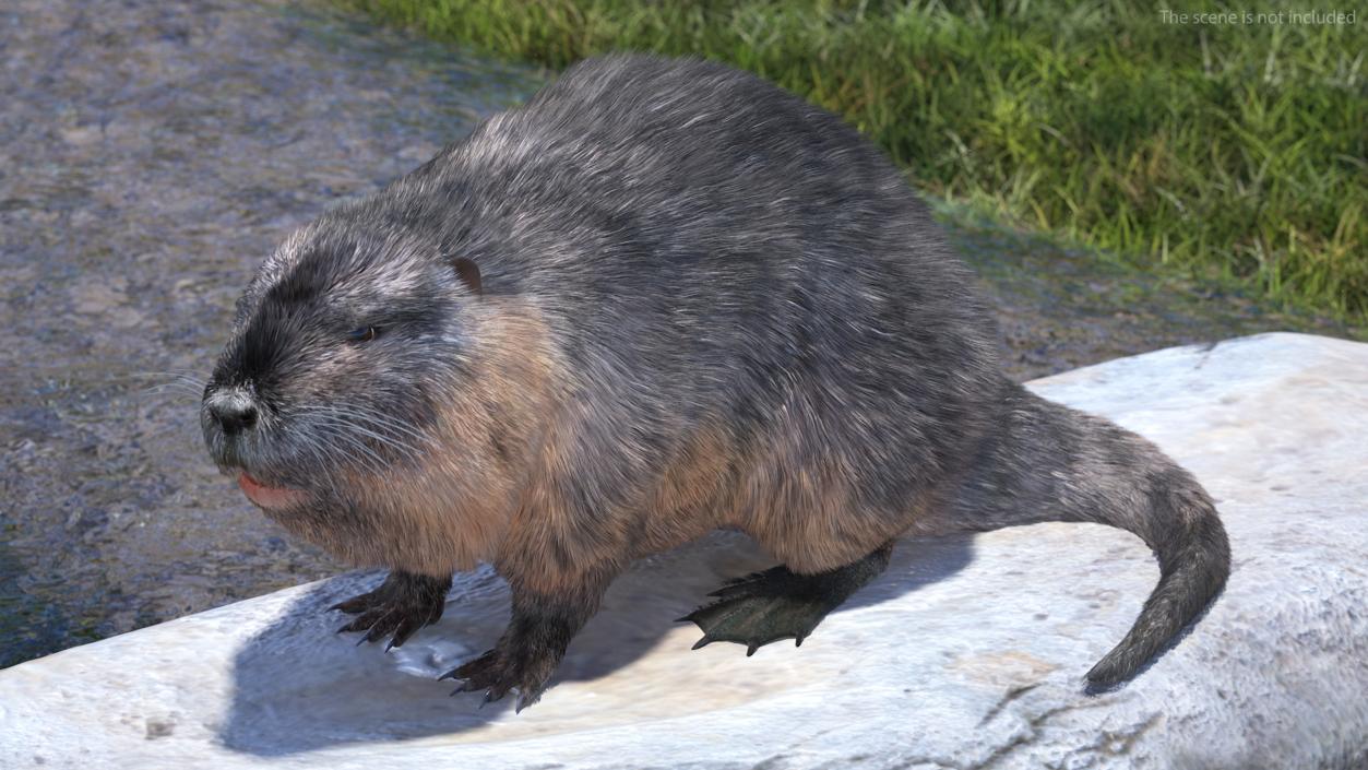 Nutria Fur Rigged 3D