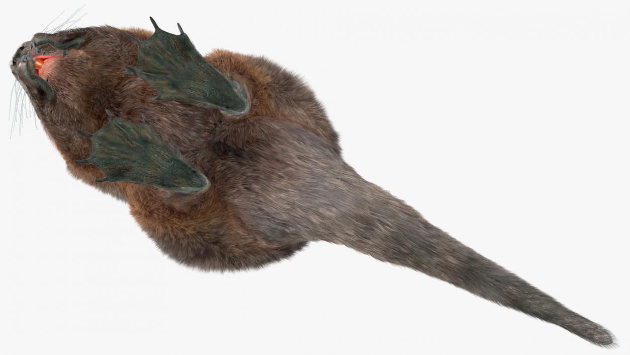 Nutria Fur Rigged 3D