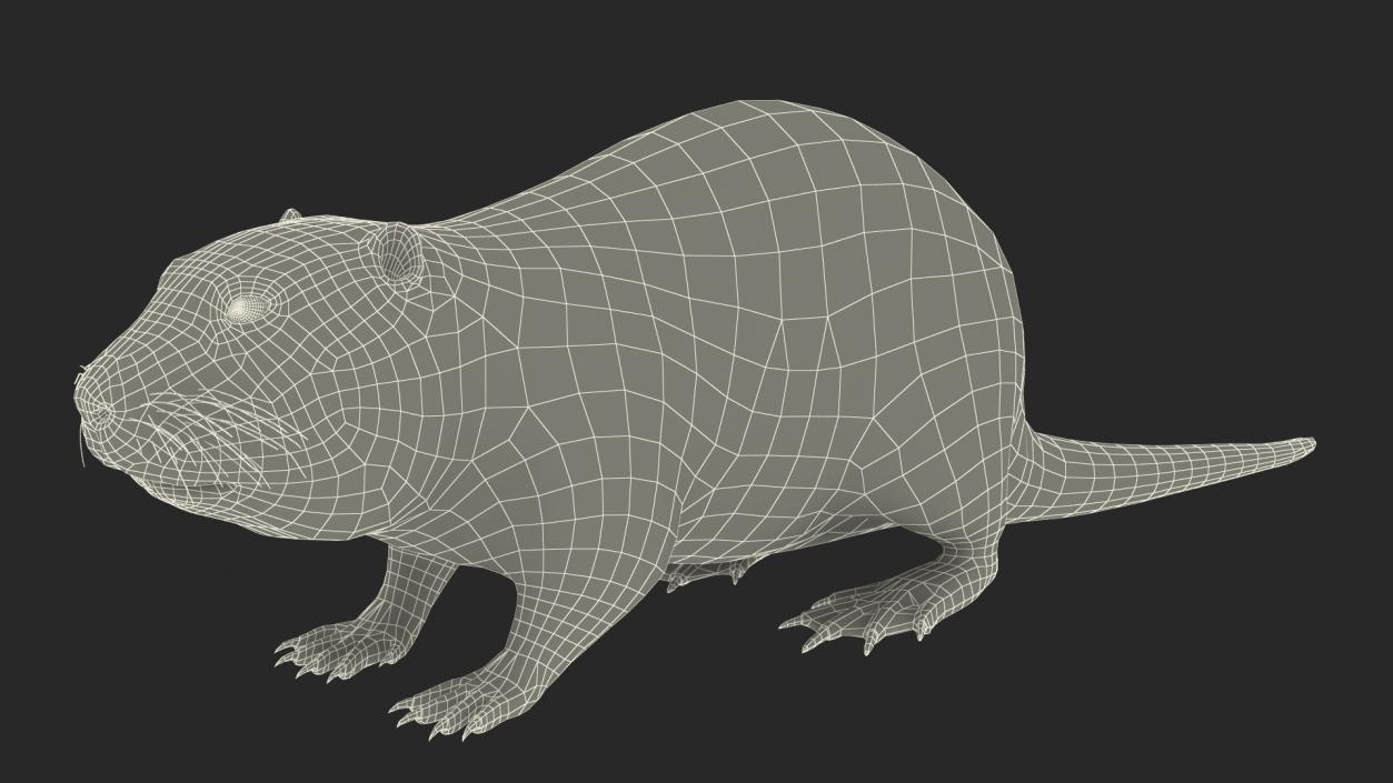 Nutria Fur Rigged 3D