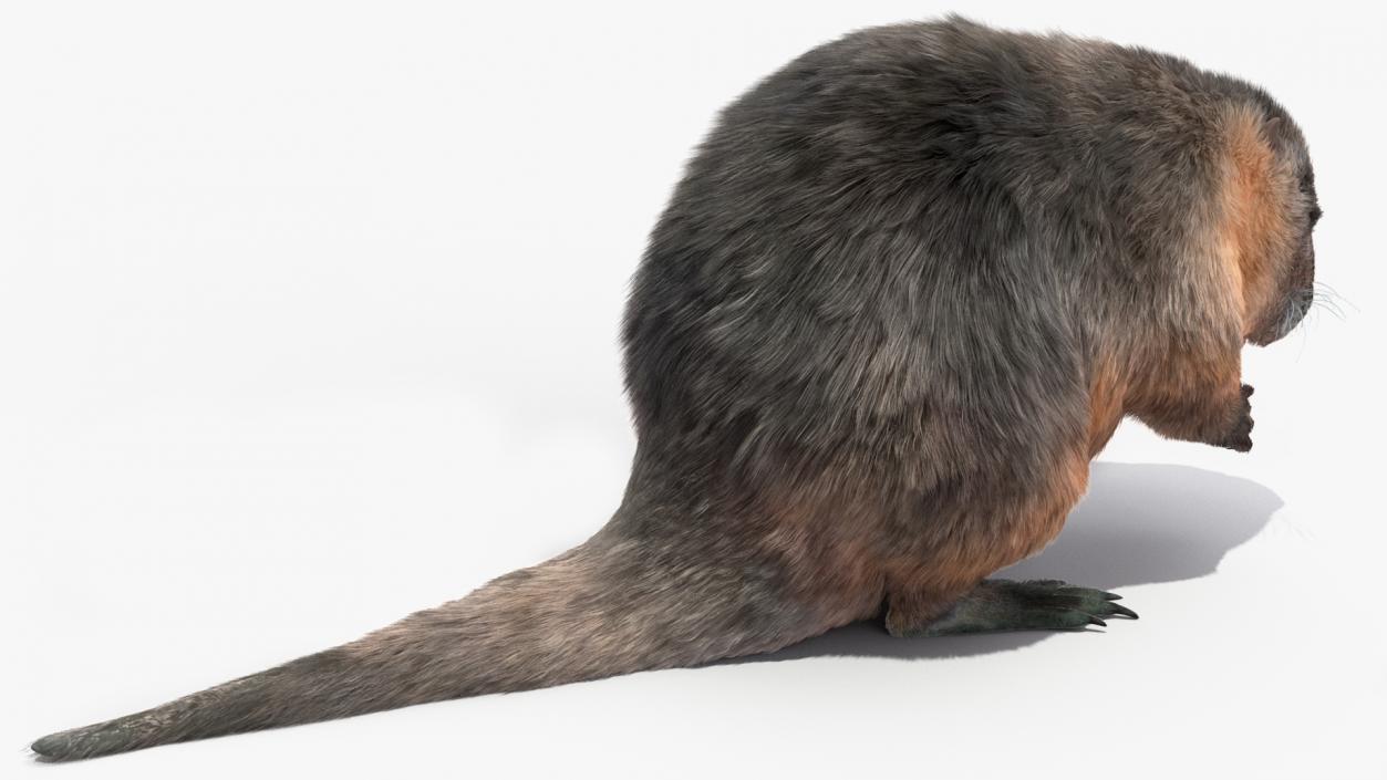 Nutria Fur Rigged 3D