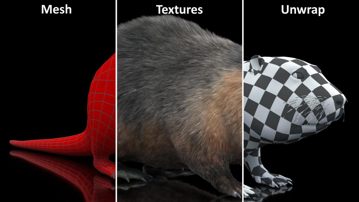 Nutria Fur Rigged 3D