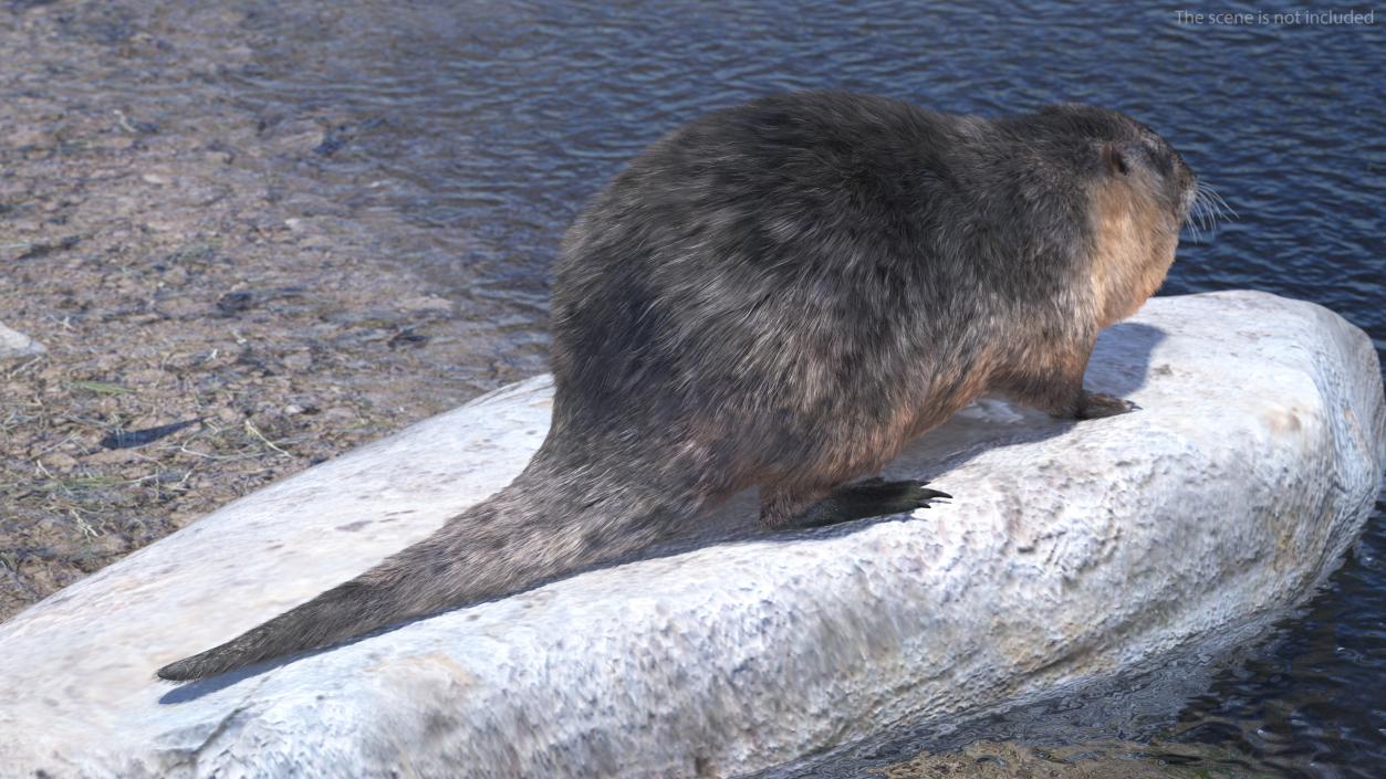 Nutria Fur Rigged 3D