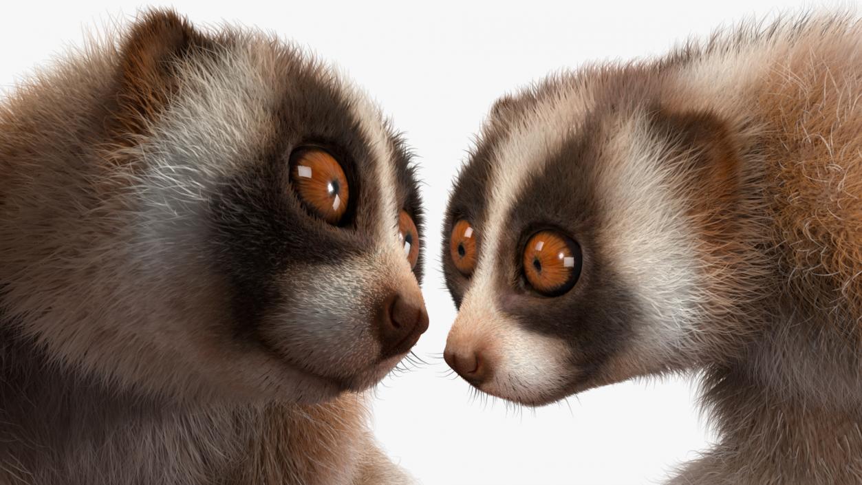 3D Bangka Slow Loris Fur